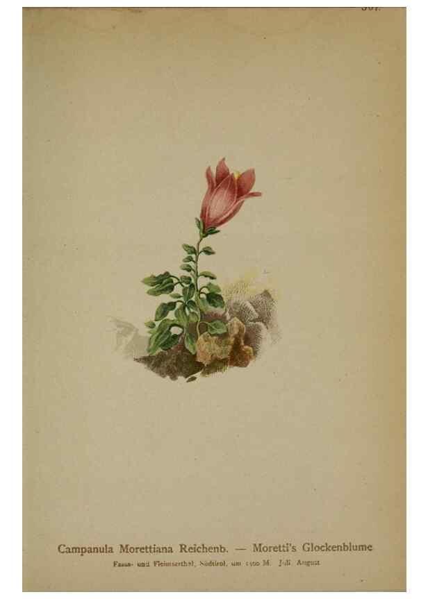 Reproducción/Reproduction 10192488283: Atlas der Alpenflora /. Wien :Eigenthum und Verlag des Deutschen und Oesterr. Alpenvereins,1882.