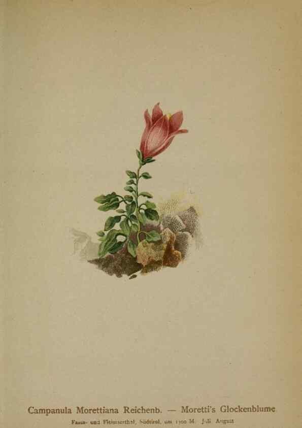 Reproducción/Reproduction 10192488283: Atlas der Alpenflora /. Wien :Eigenthum und Verlag des Deutschen und Oesterr. Alpenvereins,1882.