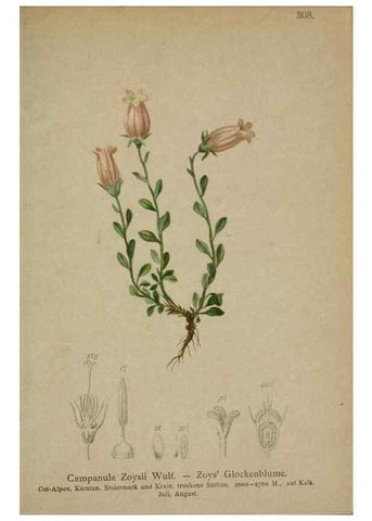 Reproducción/Reproduction 10192406335: Atlas der Alpenflora /. Wien :Eigenthum und Verlag des Deutschen und Oesterr. Alpenvereins,1882.