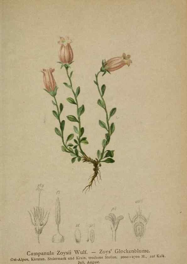 Reproducción/Reproduction 10192406335: Atlas der Alpenflora /. Wien :Eigenthum und Verlag des Deutschen und Oesterr. Alpenvereins,1882.