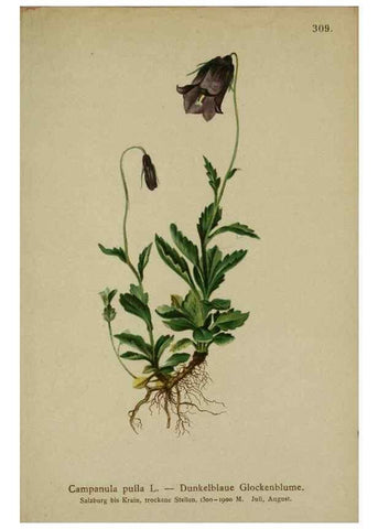 Reproducción/Reproduction 10192308934: Atlas der Alpenflora /. Wien :Eigenthum und Verlag des Deutschen und Oesterr. Alpenvereins,1882.