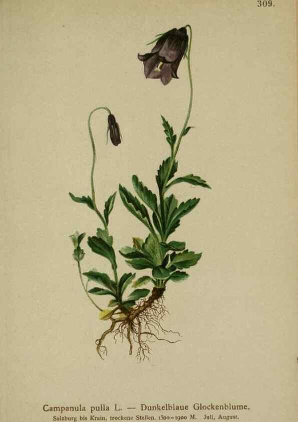 Reproducción/Reproduction 10192308934: Atlas der Alpenflora /. Wien :Eigenthum und Verlag des Deutschen und Oesterr. Alpenvereins,1882.
