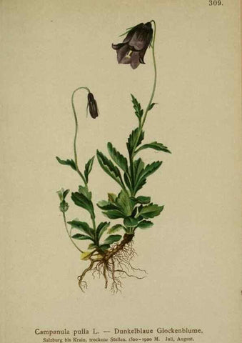 Reproducción/Reproduction 10192308934: Atlas der Alpenflora /. Wien :Eigenthum und Verlag des Deutschen und Oesterr. Alpenvereins,1882.
