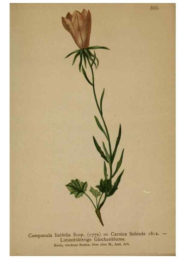 Reproducción/Reproduction 10192500943: Atlas der Alpenflora /. Wien :Eigenthum und Verlag des Deutschen und Oesterr. Alpenvereins,1882.