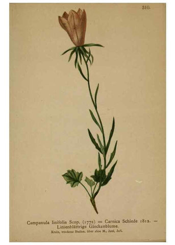 Reproducción/Reproduction 10192500943: Atlas der Alpenflora /. Wien :Eigenthum und Verlag des Deutschen und Oesterr. Alpenvereins,1882.