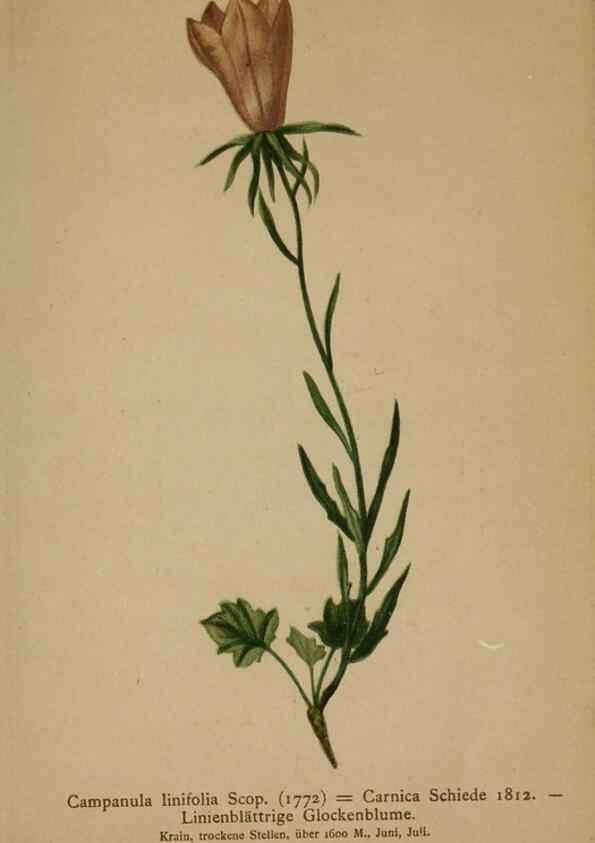 Reproducción/Reproduction 10192500943: Atlas der Alpenflora /. Wien :Eigenthum und Verlag des Deutschen und Oesterr. Alpenvereins,1882.