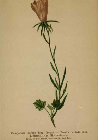 Reproducción/Reproduction 10192500943: Atlas der Alpenflora /. Wien :Eigenthum und Verlag des Deutschen und Oesterr. Alpenvereins,1882.