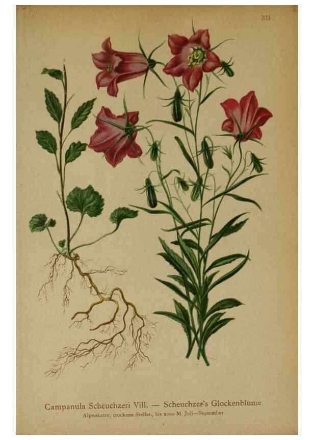 Reproducción/Reproduction 10192318334: Atlas der Alpenflora /. Wien :Eigenthum und Verlag des Deutschen und Oesterr. Alpenvereins,1882.