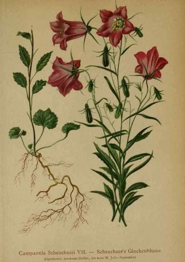 Reproducción/Reproduction 10192318334: Atlas der Alpenflora /. Wien :Eigenthum und Verlag des Deutschen und Oesterr. Alpenvereins,1882.