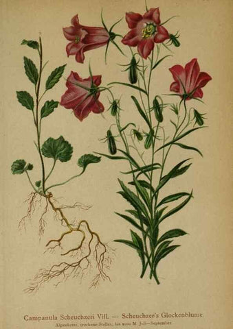 Reproducción/Reproduction 10192318334: Atlas der Alpenflora /. Wien :Eigenthum und Verlag des Deutschen und Oesterr. Alpenvereins,1882.