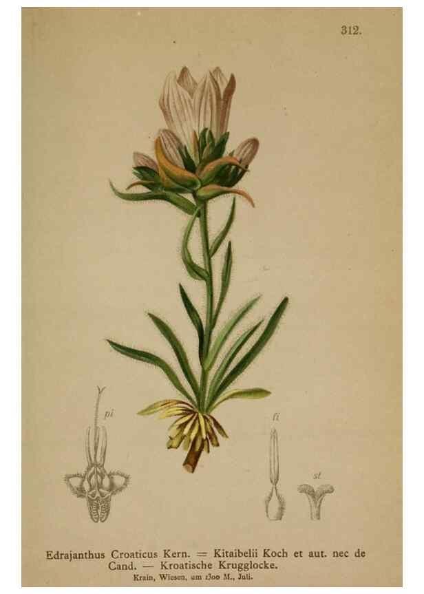 Reproducción/Reproduction 10192459666: Atlas der Alpenflora /. Wien :Eigenthum und Verlag des Deutschen und Oesterr. Alpenvereins,1882.