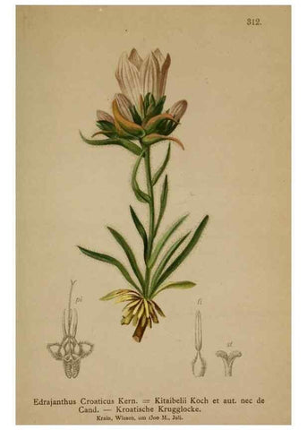 Reproducción/Reproduction 10192459666: Atlas der Alpenflora /. Wien :Eigenthum und Verlag des Deutschen und Oesterr. Alpenvereins,1882.