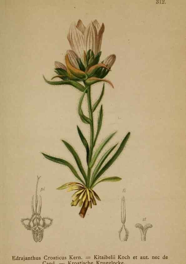 Reproducción/Reproduction 10192459666: Atlas der Alpenflora /. Wien :Eigenthum und Verlag des Deutschen und Oesterr. Alpenvereins,1882.