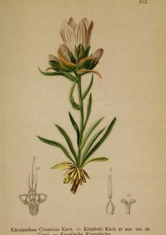 Reproducción/Reproduction 10192459666: Atlas der Alpenflora /. Wien :Eigenthum und Verlag des Deutschen und Oesterr. Alpenvereins,1882.