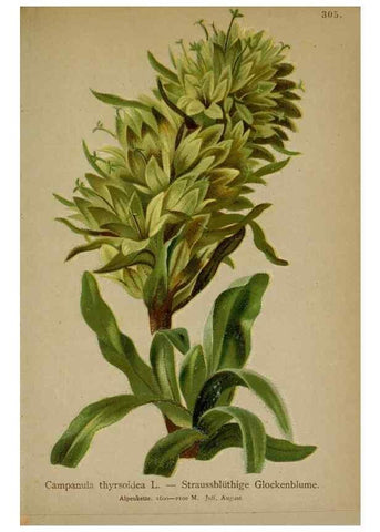Reproducción/Reproduction 10192480673: Atlas der Alpenflora /. Wien :Eigenthum und Verlag des Deutschen und Oesterr. Alpenvereins,1882.