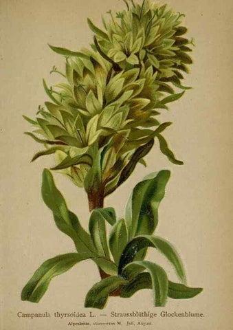 Reproducción/Reproduction 10192480673: Atlas der Alpenflora /. Wien :Eigenthum und Verlag des Deutschen und Oesterr. Alpenvereins,1882.
