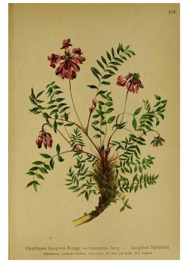 Reproducción/Reproduction 10055495603: Atlas der Alpenflora /. Wien :Eigenthum und Verlag des Deutschen und Oesterr. Alpenvereins,1882.