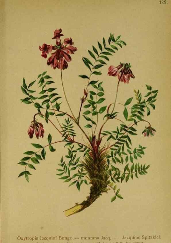 Reproducción/Reproduction 10055495603: Atlas der Alpenflora /. Wien :Eigenthum und Verlag des Deutschen und Oesterr. Alpenvereins,1882.