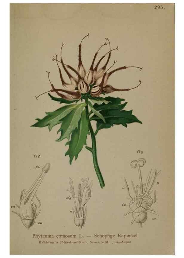 Reproducción/Reproduction 10192384606: Atlas der Alpenflora /. Wien :Eigenthum und Verlag des Deutschen und Oesterr. Alpenvereins,1882.