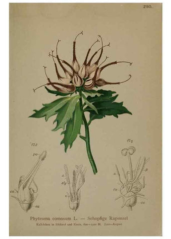 Reproducción/Reproduction 10192384606: Atlas der Alpenflora /. Wien :Eigenthum und Verlag des Deutschen und Oesterr. Alpenvereins,1882.