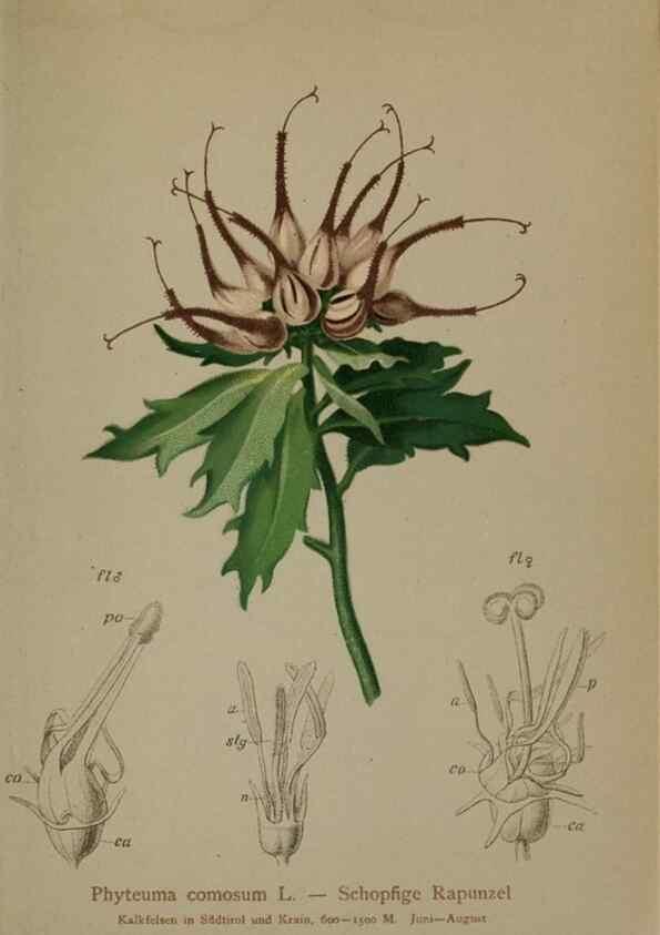 Reproducción/Reproduction 10192384606: Atlas der Alpenflora /. Wien :Eigenthum und Verlag des Deutschen und Oesterr. Alpenvereins,1882.