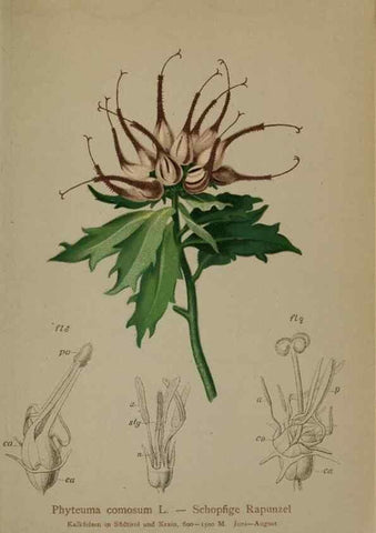 Reproducción/Reproduction 10192384606: Atlas der Alpenflora /. Wien :Eigenthum und Verlag des Deutschen und Oesterr. Alpenvereins,1882.