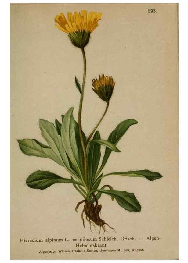 Reproducción/Reproduction 10192426893: Atlas der Alpenflora /. Wien :Eigenthum und Verlag des Deutschen und Oesterr. Alpenvereins,1882.