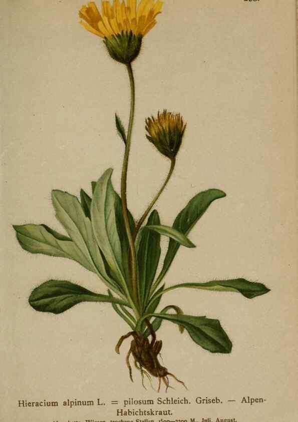 Reproducción/Reproduction 10192426893: Atlas der Alpenflora /. Wien :Eigenthum und Verlag des Deutschen und Oesterr. Alpenvereins,1882.