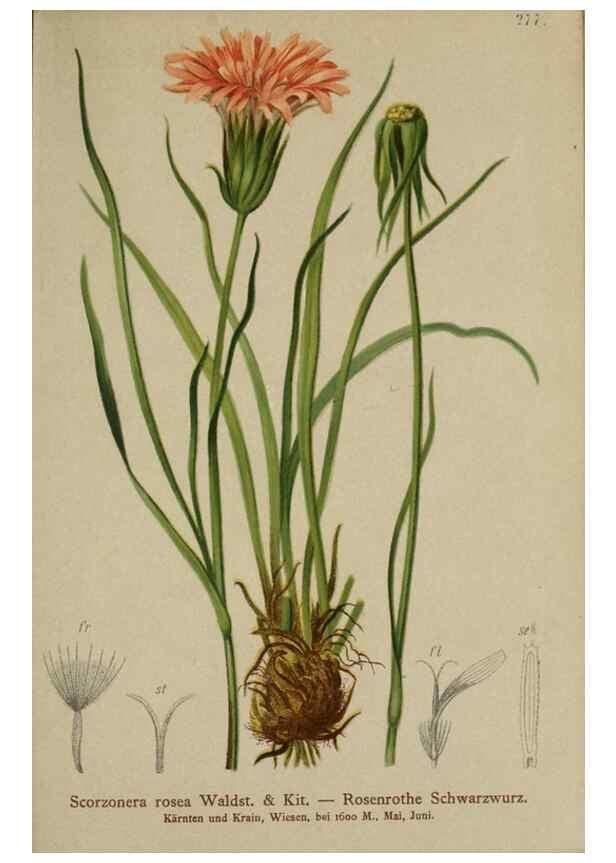 Reproducción/Reproduction 10192219303: Atlas der Alpenflora /. Wien :Eigenthum und Verlag des Deutschen und Oesterr. Alpenvereins,1882.