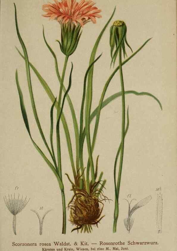 Reproducción/Reproduction 10192219303: Atlas der Alpenflora /. Wien :Eigenthum und Verlag des Deutschen und Oesterr. Alpenvereins,1882.