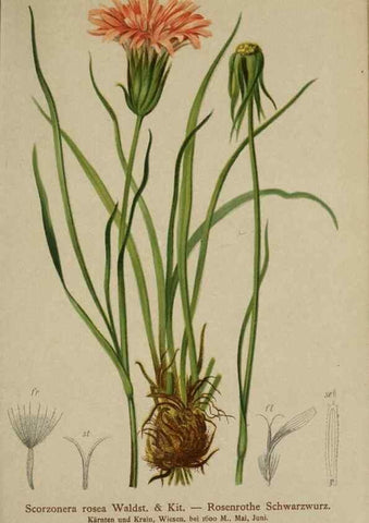 Reproducción/Reproduction 10192219303: Atlas der Alpenflora /. Wien :Eigenthum und Verlag des Deutschen und Oesterr. Alpenvereins,1882.