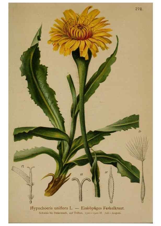 Reproducción/Reproduction 10192036614: Atlas der Alpenflora /. Wien :Eigenthum und Verlag des Deutschen und Oesterr. Alpenvereins,1882.