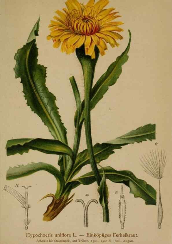 Reproducción/Reproduction 10192036614: Atlas der Alpenflora /. Wien :Eigenthum und Verlag des Deutschen und Oesterr. Alpenvereins,1882.