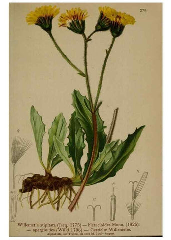 Reproducción/Reproduction 10192365793: Atlas der Alpenflora /. Wien :Eigenthum und Verlag des Deutschen und Oesterr. Alpenvereins,1882.