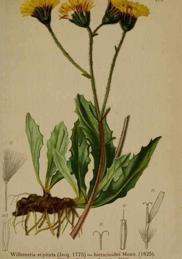 Reproducción/Reproduction 10192365793: Atlas der Alpenflora /. Wien :Eigenthum und Verlag des Deutschen und Oesterr. Alpenvereins,1882.