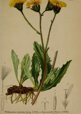 Reproducción/Reproduction 10192365793: Atlas der Alpenflora /. Wien :Eigenthum und Verlag des Deutschen und Oesterr. Alpenvereins,1882.