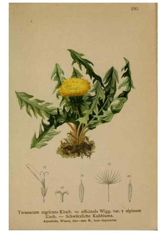 Reproducción/Reproduction 10192282865: Atlas der Alpenflora /. Wien :Eigenthum und Verlag des Deutschen und Oesterr. Alpenvereins,1882.