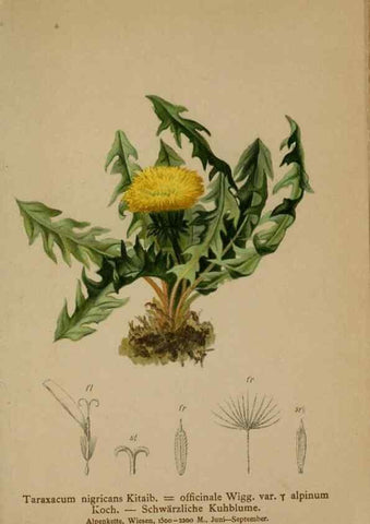 Reproducción/Reproduction 10192282865: Atlas der Alpenflora /. Wien :Eigenthum und Verlag des Deutschen und Oesterr. Alpenvereins,1882.