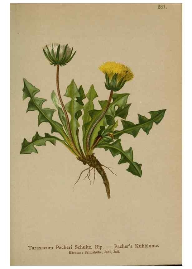 Reproducción/Reproduction 10192373613: Atlas der Alpenflora /. Wien :Eigenthum und Verlag des Deutschen und Oesterr. Alpenvereins,1882.