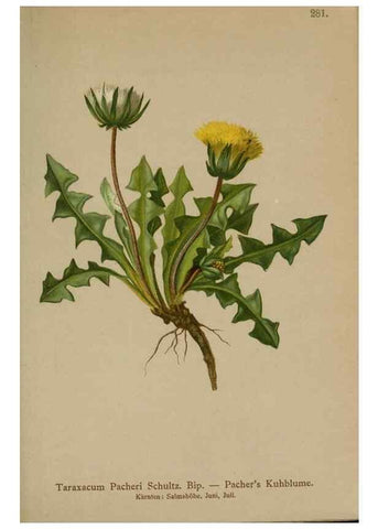 Reproducción/Reproduction 10192373613: Atlas der Alpenflora /. Wien :Eigenthum und Verlag des Deutschen und Oesterr. Alpenvereins,1882.