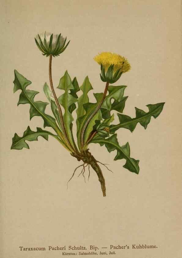 Reproducción/Reproduction 10192373613: Atlas der Alpenflora /. Wien :Eigenthum und Verlag des Deutschen und Oesterr. Alpenvereins,1882.