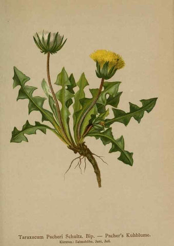 Reproducción/Reproduction 10192373613: Atlas der Alpenflora /. Wien :Eigenthum und Verlag des Deutschen und Oesterr. Alpenvereins,1882.