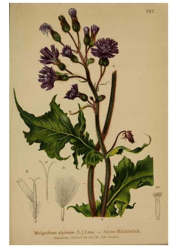 Reproducción/Reproduction 10192187924: Atlas der Alpenflora /. Wien :Eigenthum und Verlag des Deutschen und Oesterr. Alpenvereins,1882.