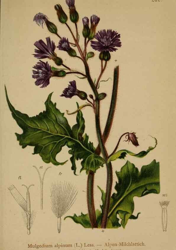 Reproducción/Reproduction 10192187924: Atlas der Alpenflora /. Wien :Eigenthum und Verlag des Deutschen und Oesterr. Alpenvereins,1882.