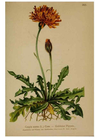 Reproducción/Reproduction 10192331066: Atlas der Alpenflora /. Wien :Eigenthum und Verlag des Deutschen und Oesterr. Alpenvereins,1882.