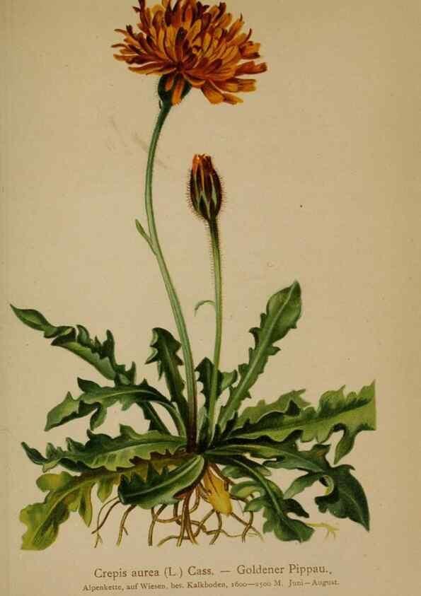 Reproducción/Reproduction 10192331066: Atlas der Alpenflora /. Wien :Eigenthum und Verlag des Deutschen und Oesterr. Alpenvereins,1882.
