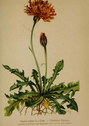 Reproducción/Reproduction 10192331066: Atlas der Alpenflora /. Wien :Eigenthum und Verlag des Deutschen und Oesterr. Alpenvereins,1882.