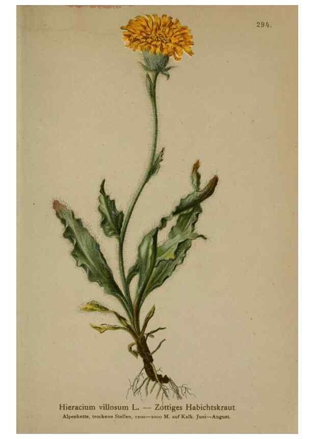 Reproducción/Reproduction 10192430933: Atlas der Alpenflora /. Wien :Eigenthum und Verlag des Deutschen und Oesterr. Alpenvereins,1882.