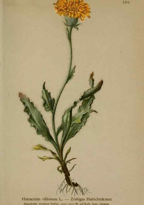 Reproducción/Reproduction 10192430933: Atlas der Alpenflora /. Wien :Eigenthum und Verlag des Deutschen und Oesterr. Alpenvereins,1882.