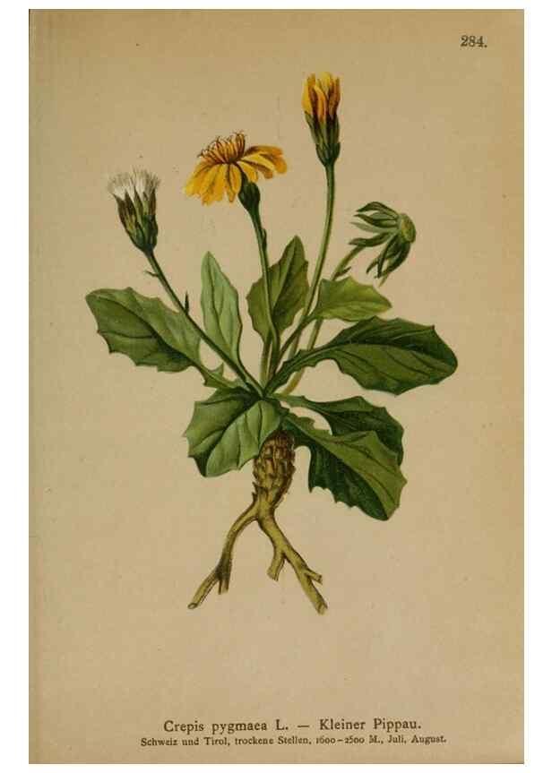 Reproducción/Reproduction 10192388413: Atlas der Alpenflora /. Wien :Eigenthum und Verlag des Deutschen und Oesterr. Alpenvereins,1882.